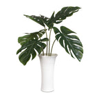 Muse Monstera Centerpiece