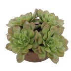 Sable Succulent Accent