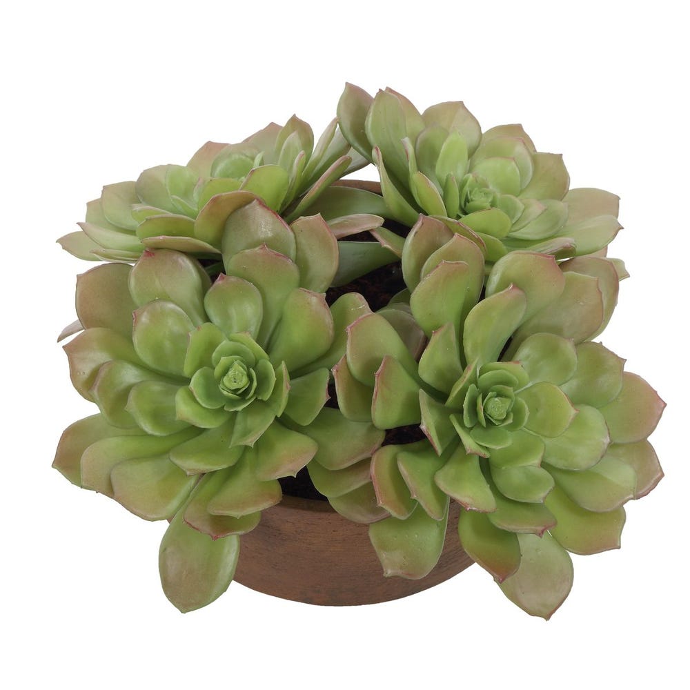 Sable Succulent Accent
