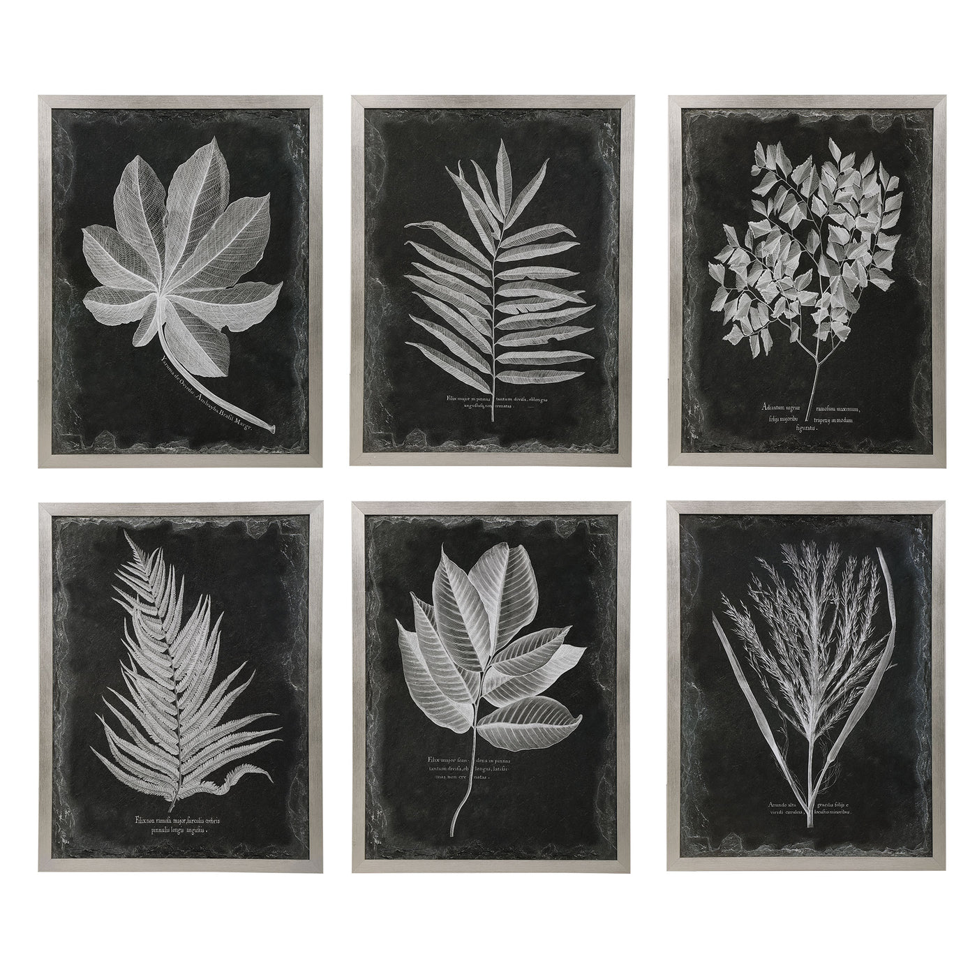 This Botanical Artwork Showcases Vintage Style With A Contemporary Edge. Each Striking Black And White Contrast Is Accente...